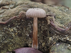 Laccaria vinaceoavellanea