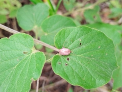 Oedionychina