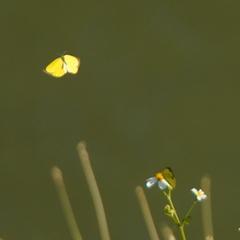 Eurema blanda arsakia