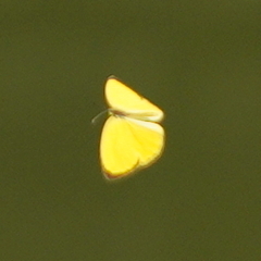 Eurema blanda arsakia