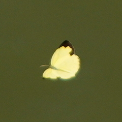 Eurema blanda arsakia
