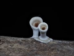 Microporus xanthopus