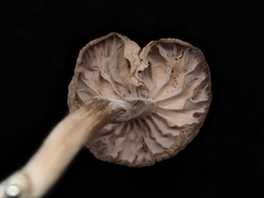 Laccaria vinaceoavellanea