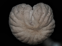 Laccaria vinaceoavellanea