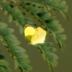 Eurema blanda arsakia