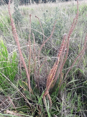 Plantago australis