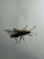 Ichneumon promissorius