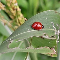 Cycloneda sanguinea