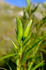 Empleurum unicapsulare