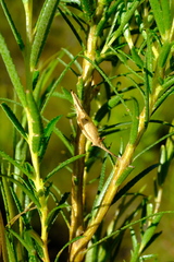 Empleurum unicapsulare