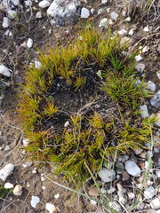 Ficinia overbergensis