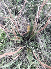 Plantago australis