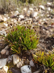 Ficinia overbergensis