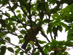 Rubigula flaviventris