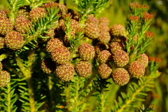 Berzelia arachnoidea