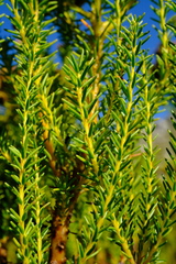 Berzelia arachnoidea