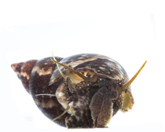 Phasianella australis