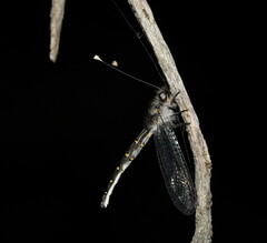 Pilacmonotus sabulosus