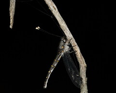 Pilacmonotus sabulosus