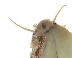 Stomatella impertusa