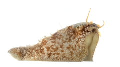 Stomatella impertusa