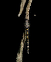 Pilacmonotus sabulosus