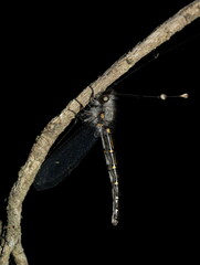 Pilacmonotus sabulosus