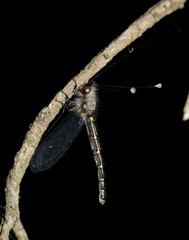 Pilacmonotus sabulosus