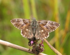 Muschampia floccifera