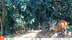 Tragelaphus scriptus