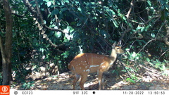 Tragelaphus scriptus