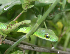 Philothamnus punctatus