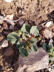 Euphorbia tuberosa