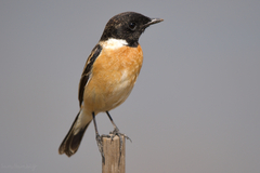 Saxicola stejnegeri