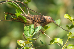 Cacomantis merulinus querulus