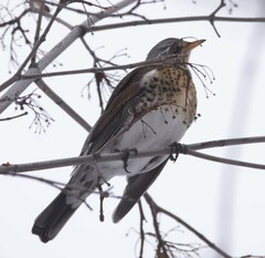Turdus pilaris