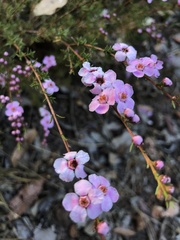 Chamelaucium uncinatum