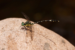 Austrogomphus amphiclitus