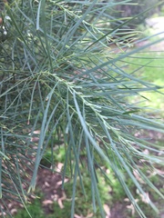 Acacia mucronata