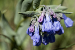 Mertensia