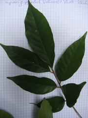 Aglaia oligophylla