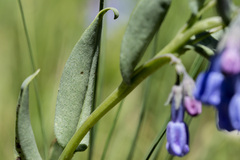 Mertensia