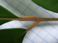 Aglaia oligophylla