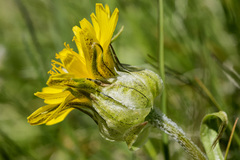 Microseris nigrescens