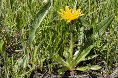 Microseris nigrescens