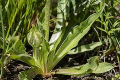 Microseris nigrescens