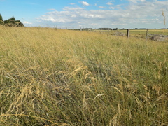 Chascolytrum subaristatum