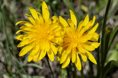 Microseris nigrescens