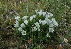 Gentiana algida
