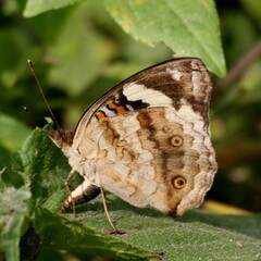Junonia oenone